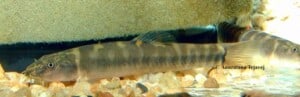 Schistura waltoni