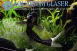 Bagrichthys macracanthus - Buik