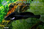 Bagrichthys macracanthus - Vrouw