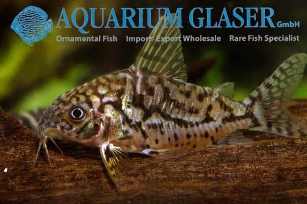 Corydoras sodalis - Man