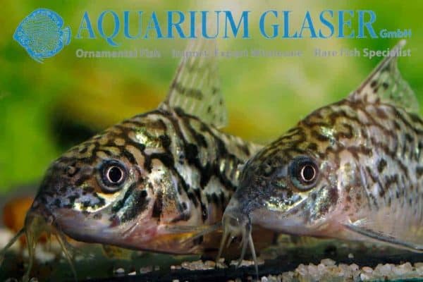 Corydoras sodalis - Portret