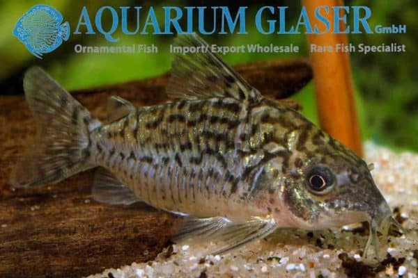 Corydoras sodalis - Vrouw