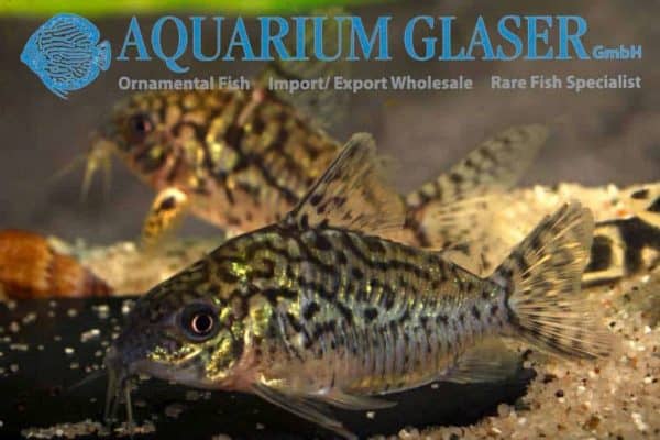 Corydoras sodalis - Vrouw