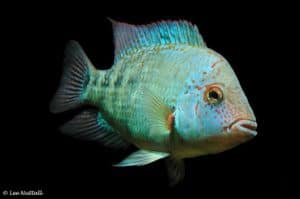 Herichthys deppii