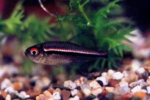Hyphessobrycon heterorhabdus