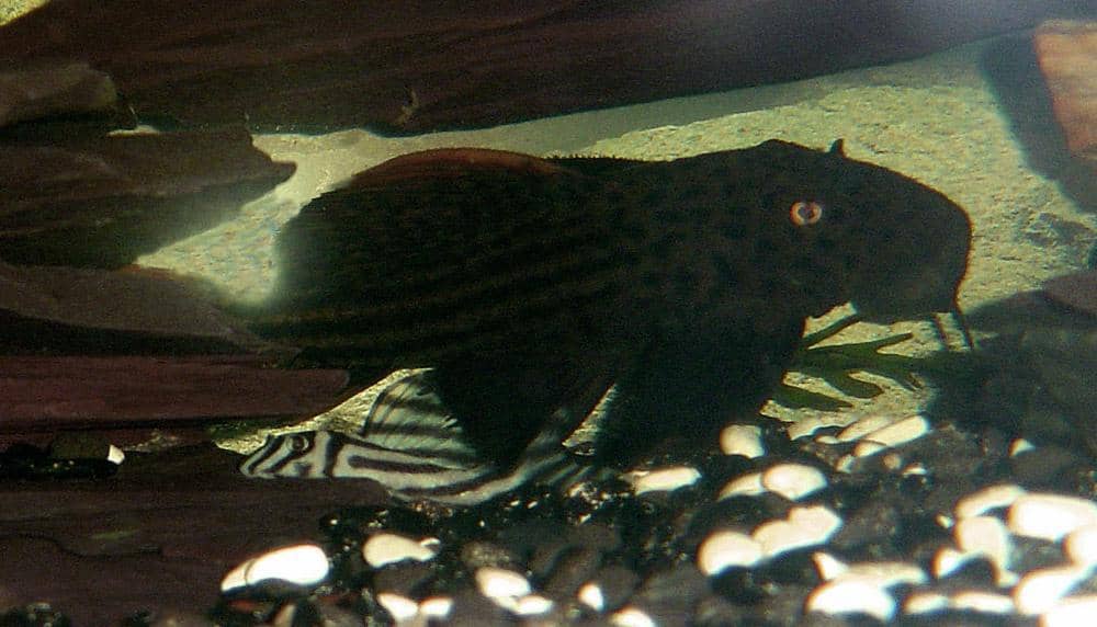 L046 - Hypancistrus zebra with a much larger L025 in the background. 