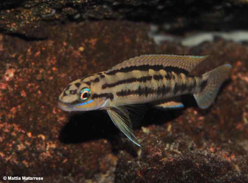 Telmatochromis bifrenatus - Lubugwe Bay