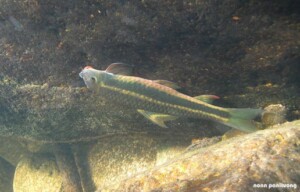 Garra cambodgiensis