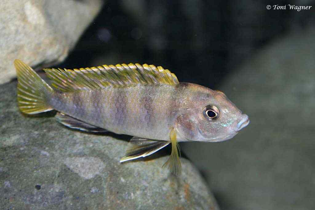 Labidochromis sp. Perlmutt - Femelle avec la bouche pleine d 'œufs