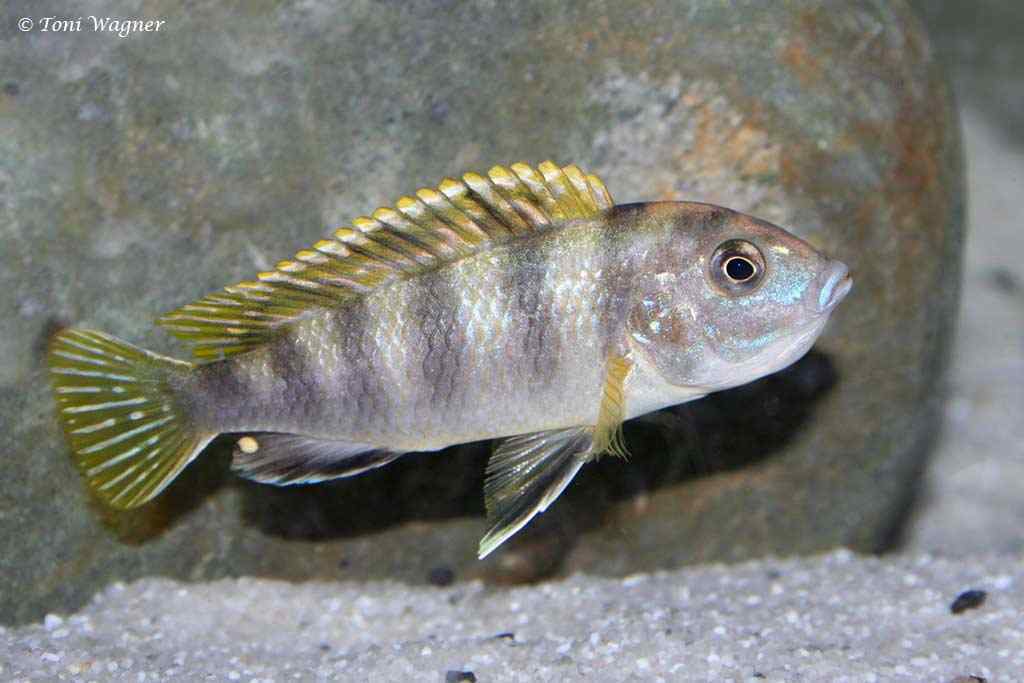Labidochromis sp. Perlmutt - Femelle avec la bouche pleine d 'œufs