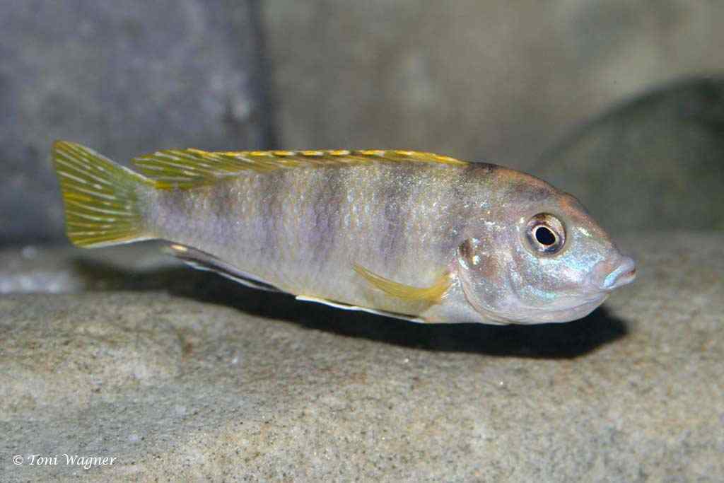 Labidochromis sp. Perlmutt - Femelle avec la bouche pleine d 'œufs
