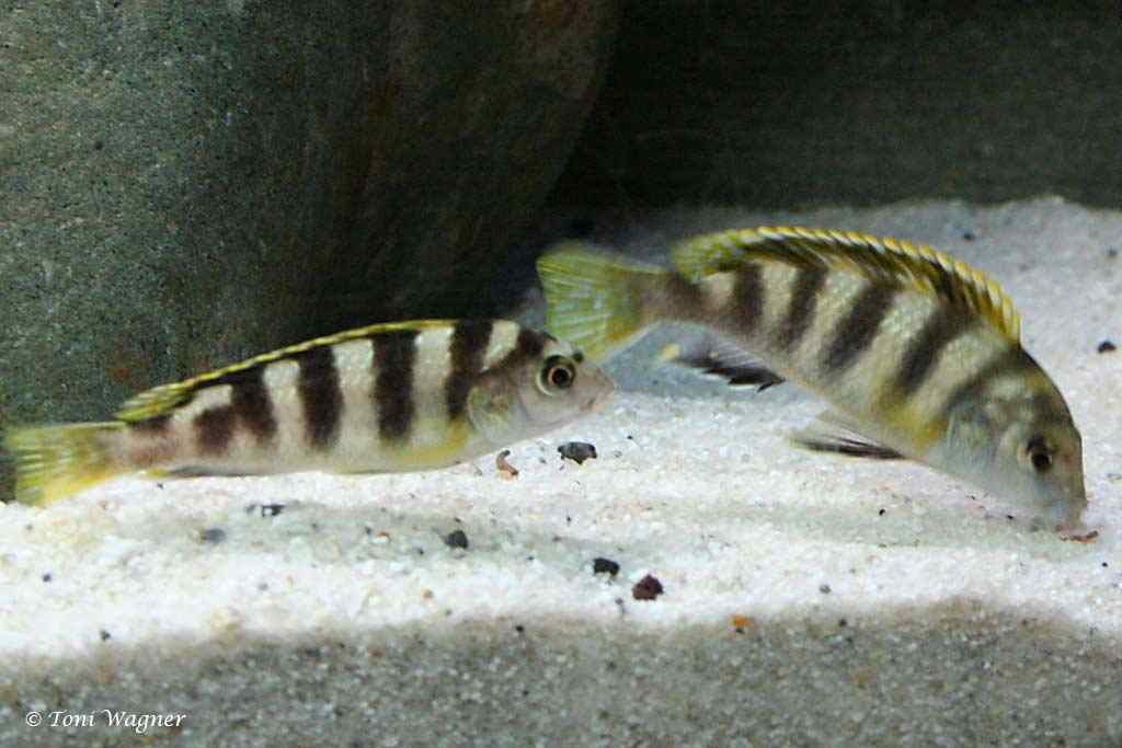 Labidochromis sp. Perlmutt - Femelles
