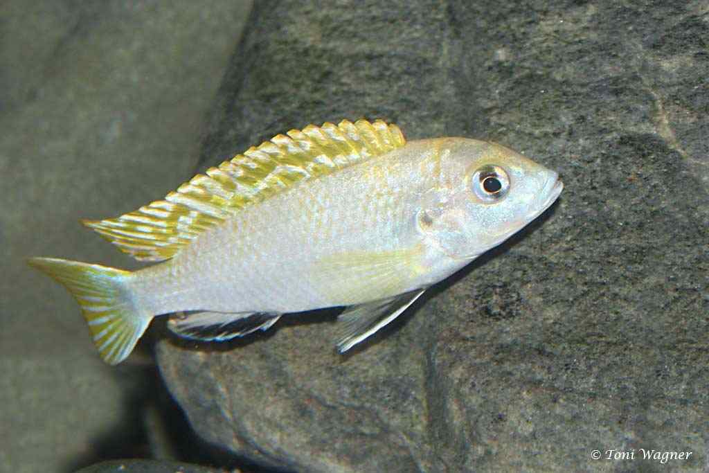 Labidochromis sp. Perlmutt - Mâle