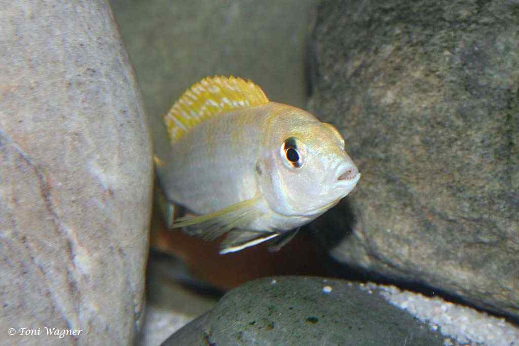 Labidochromis sp. Perlmutt - Mâle