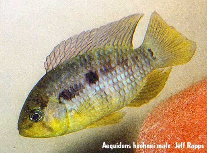 Rondonacara hoehnei