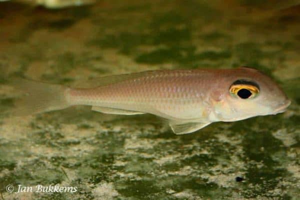 Xenotilapia sima