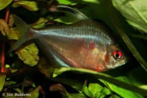 Hyphessobrycon socolofi