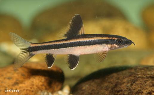 Epalzeorhynchos kalopterus