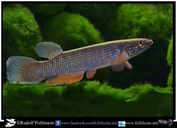 Anablepsoides igneus - Cascade Fourgassier