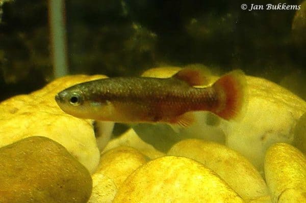 Characodon lateralis