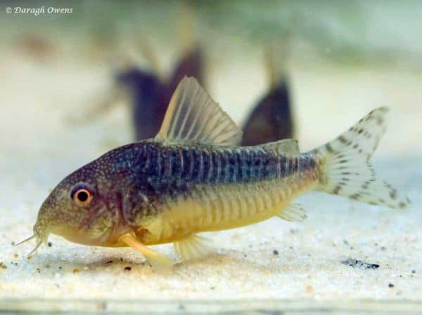 Corydoras gossei