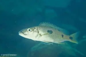 Exocochromis anagenys - Chiloelo - Mozambique
