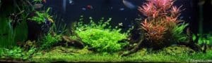 Familie aquarium - 297 liter