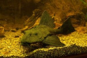 Pterygoplichthys gibbiceps