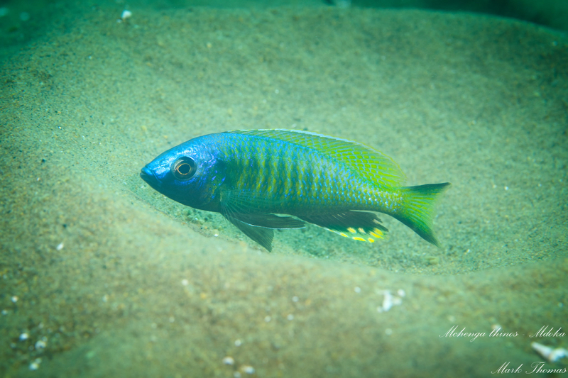 Mchenga thinos - Mdoka