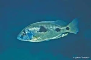 Naevochromis chrysogaster - Katal Island
