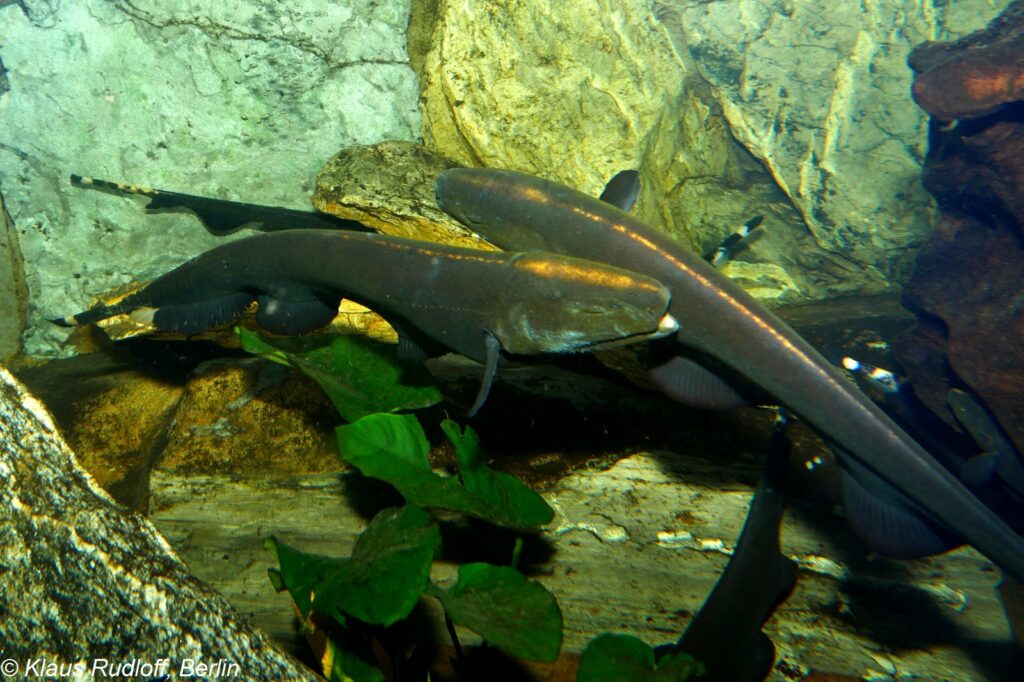 Apteronotus albifrons nell'acquario dello zoo di Bojnice - Slovacchia