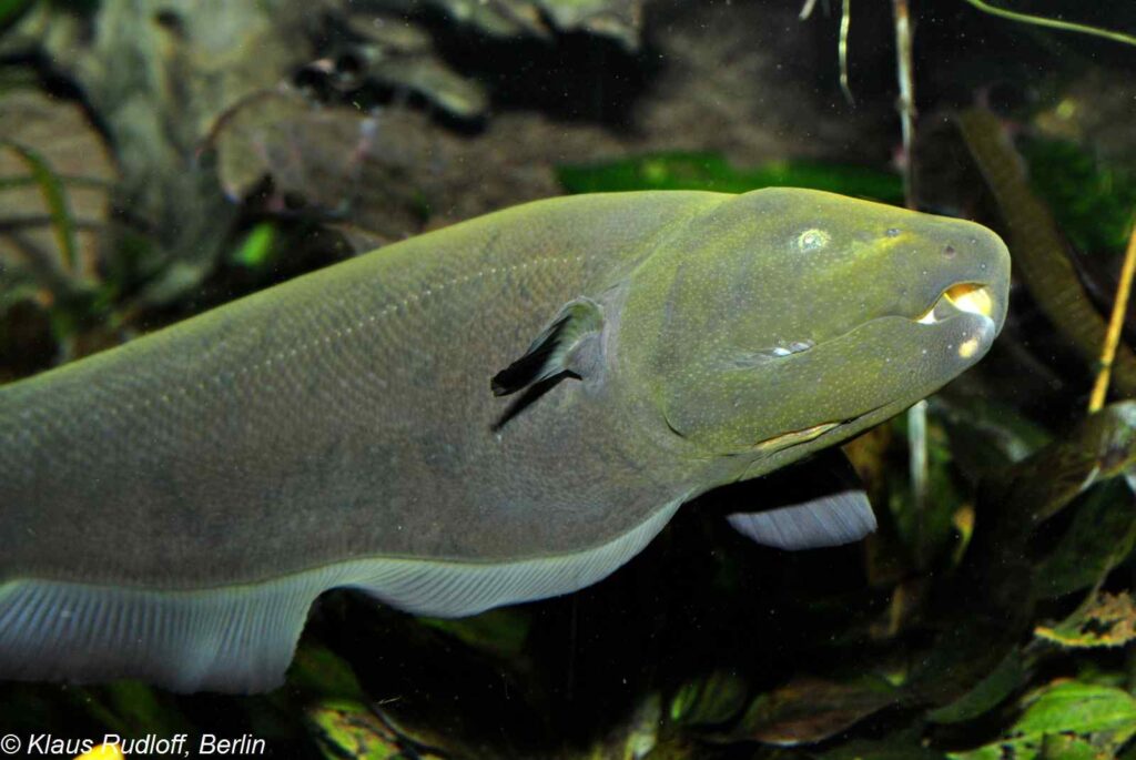Apteronotus albifrons - Pesce coltello nero nell'acquario del Giardino Zoologico-Botanico Wilhelma
Stoccarda Germania
