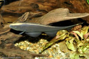 Apteronotus albifrons – Zwarte Mesvis - Hodonin Dierentuin - Tjechië
