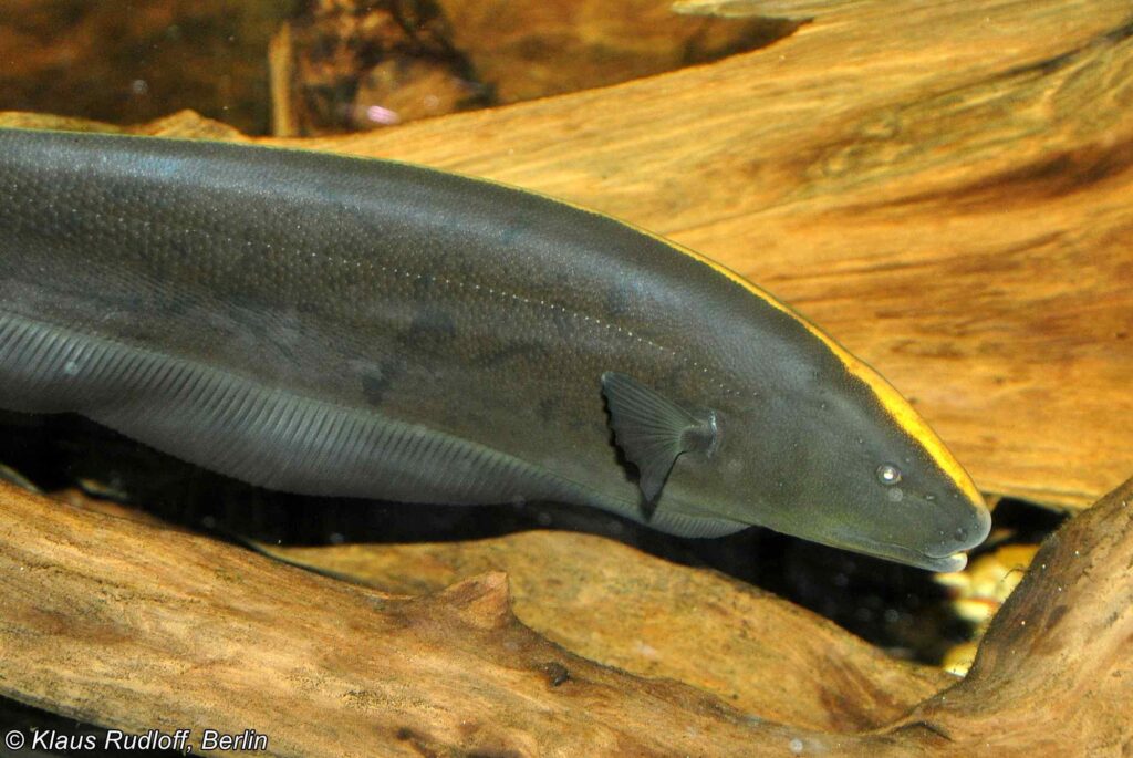Apteronotus albifrons - Schwarz Geist
Zoologischer Garten Hodonin - Tschechische Republik