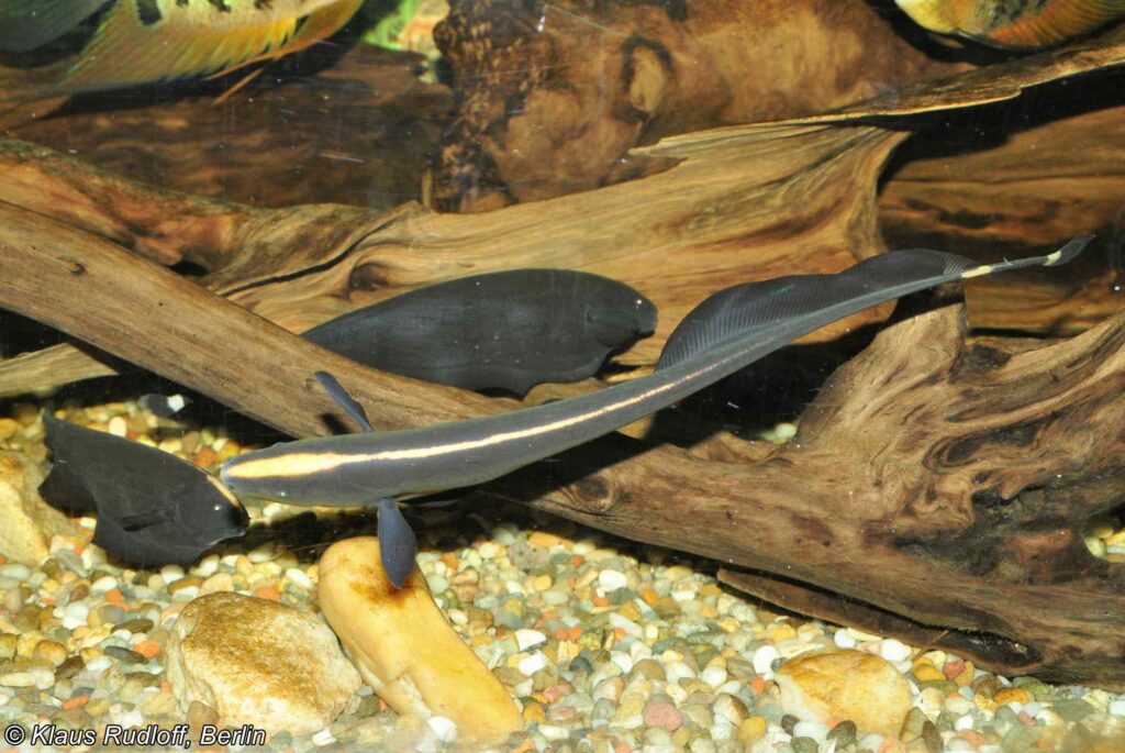 Apteronotus albifrons - Schwarz Geist
Zoologischer Garten Hodonin - Tschechische Republik