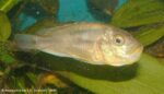 Haplochromis aeneocolor - vrouw met bekje vol