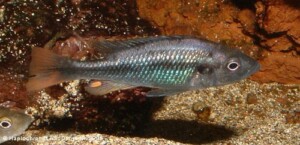 Haplochromis piceatus - man