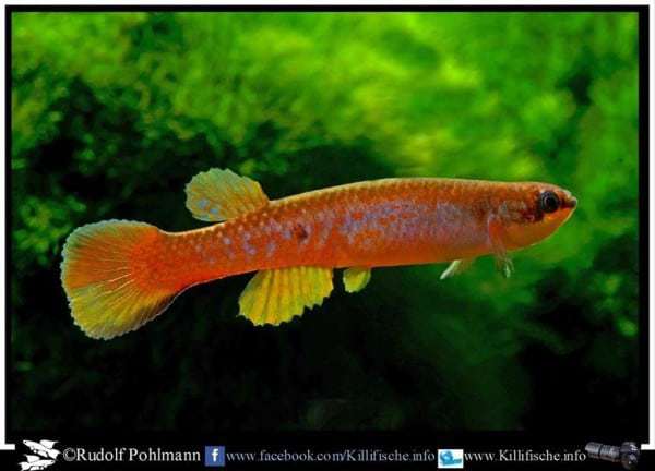 Laimosemion agilae