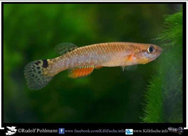 Laimosemion agilae