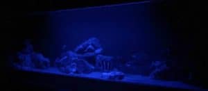 Tanganyika - DIY 265 x 60 x 70