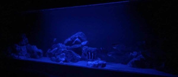 Tanganyika - DIY 265 x 60 x 70