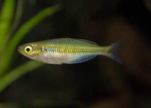Melanotaenia boesemani 8 maanden
