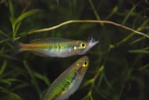 Melanotaenia boesemani eet garnaal
