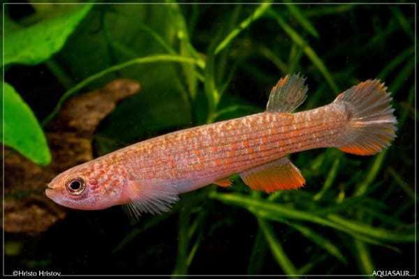 Anablepsoides iridescens - Colonia Angamos