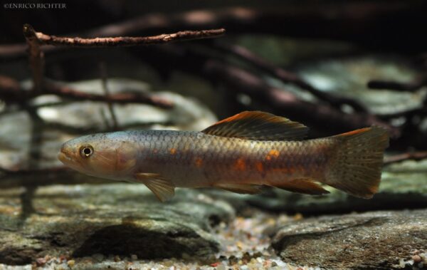 Erythrinus erythrinus - Peru