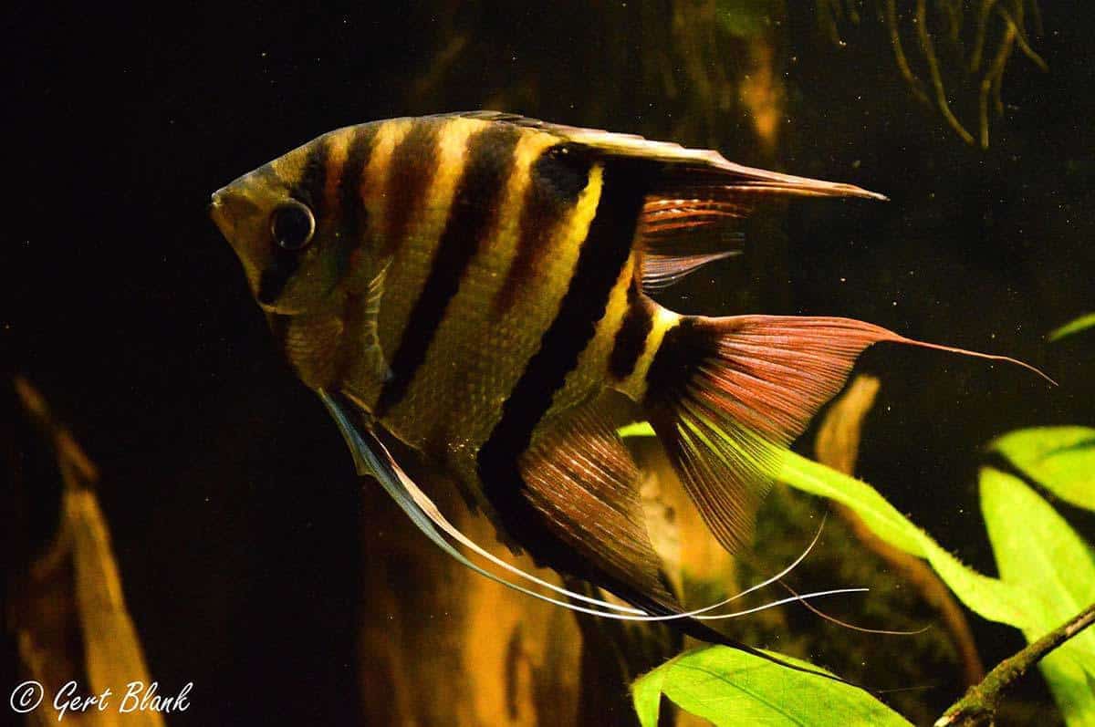 Pterophyllum leopoldi - Territoriaal gedrag