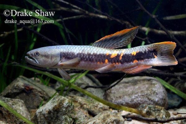 Erythrinus erythrinus