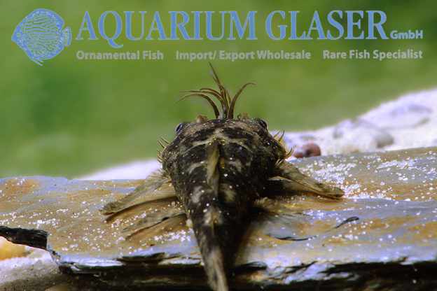 Ancistrus leucostictus