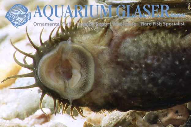 Ancistrus leucostictus zuigmond