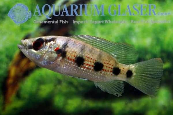 Hemichromis elongatus